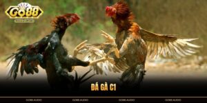 Đá Gà C1: Sân Chơi Thú Vị Tại GO88 Với Cơ Hội Thắng Lớn