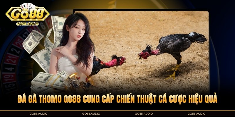 Lưu ý khi tham gia đá gà Thomo GO88