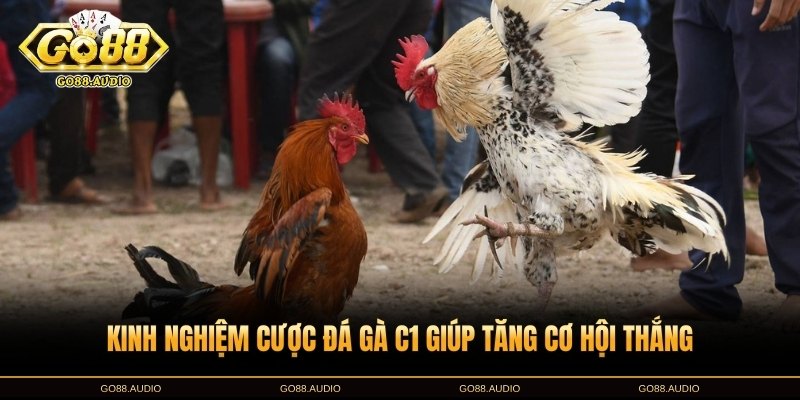 Kinh nghiệm cược đá gà C1 tại GO88