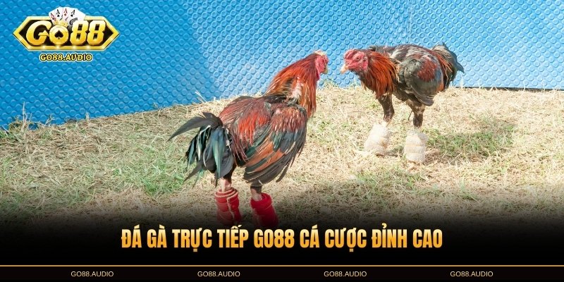 Đá Gà Trực Tiếp GO88 – Hướng Dẫn Chơi Cơ Bản