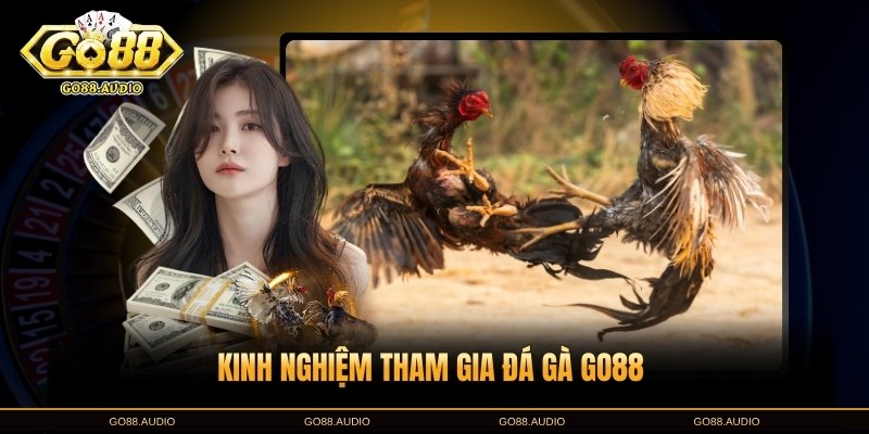 Kinh nghiệm chơi đá gà GO88 hiệu quả cho người mới